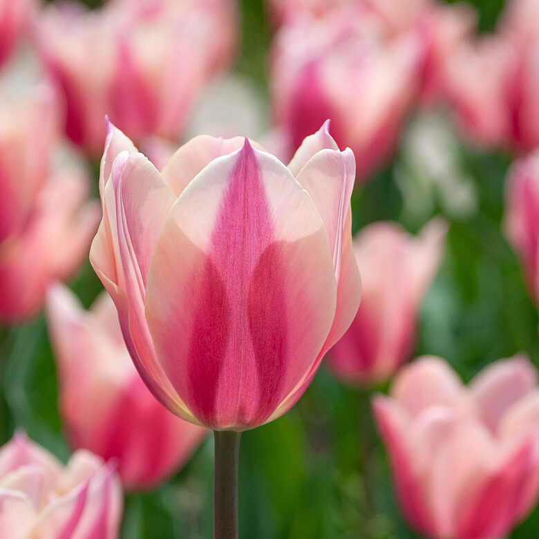 Tulpe 'Sanne' 5 sīpoli