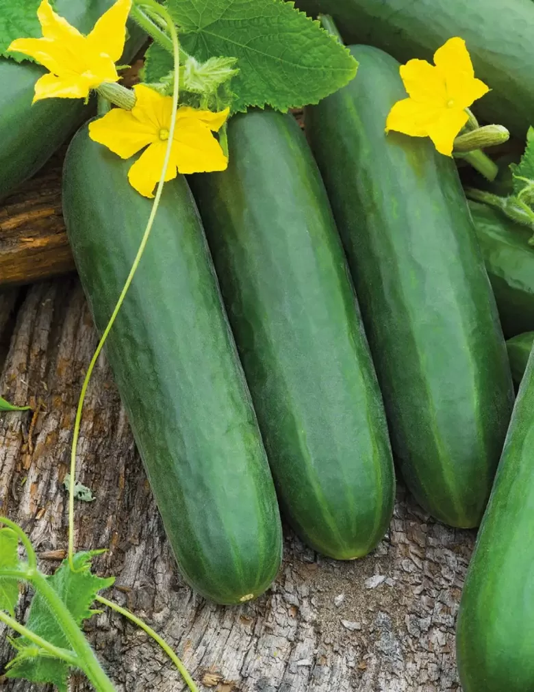 Gurķis 'Sensation' (Cucumis sativus), 15 sēklas