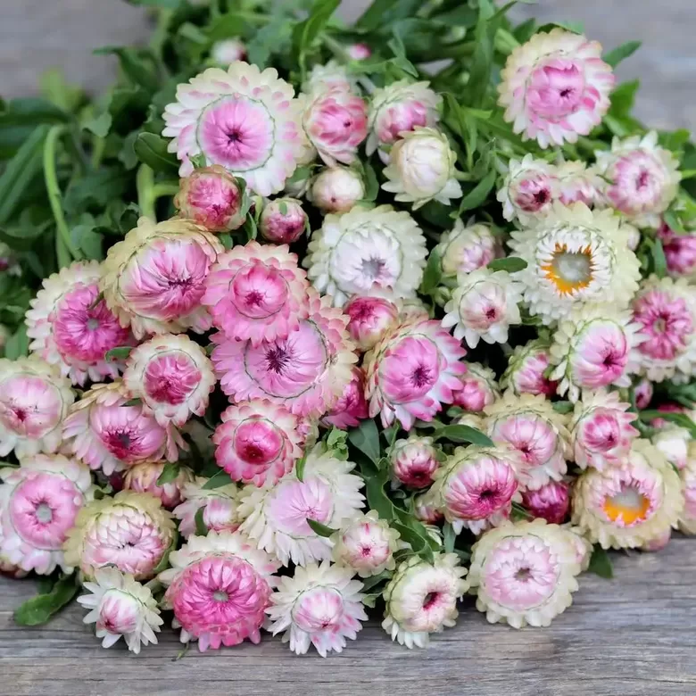 Strawflower ‘Silvery Rose’ (Helichrysum bracteatum) 0,2g
