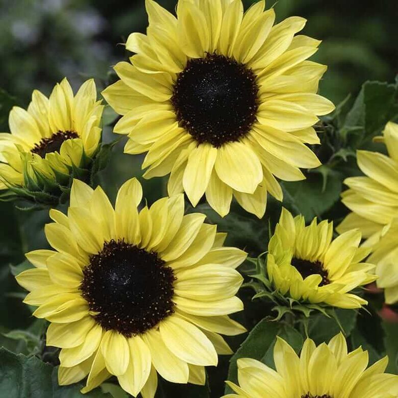 Saulespuķe 'Moonshine' (Helianthus annuus) 0,5g