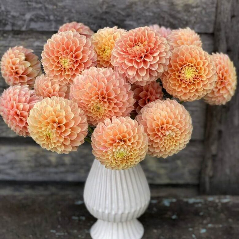 Dālija 'Sweet Suzanne' 1 gums