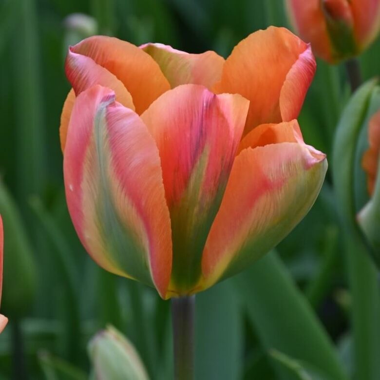Tulpe ‘Orange Marmalade’ 5 sīpoli