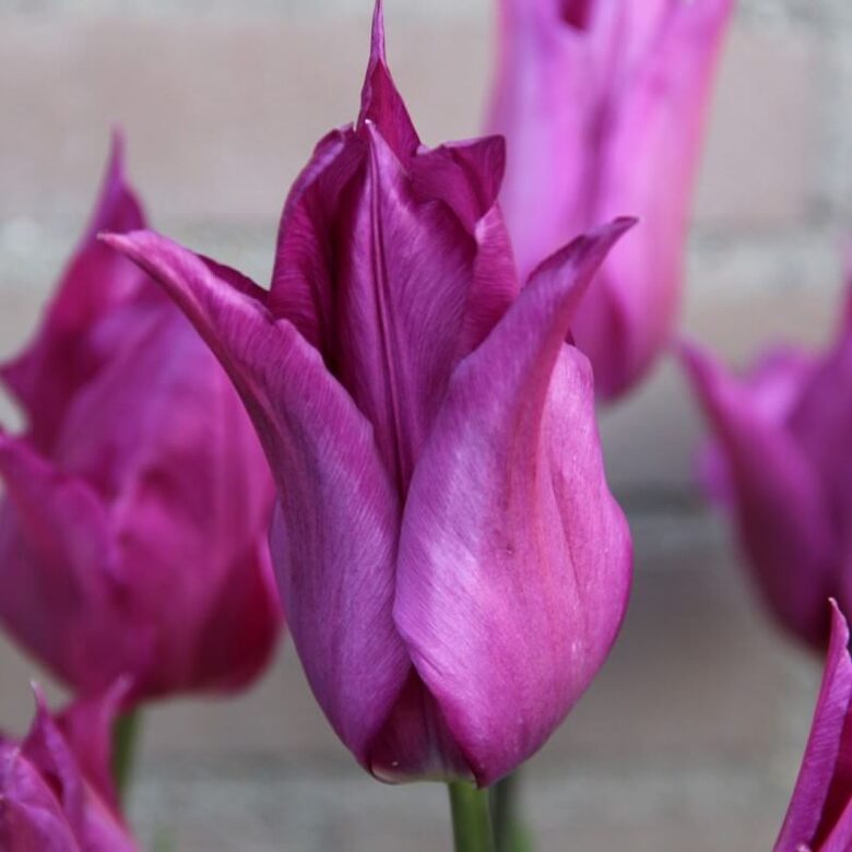 Tulpe 'Purple Dream'