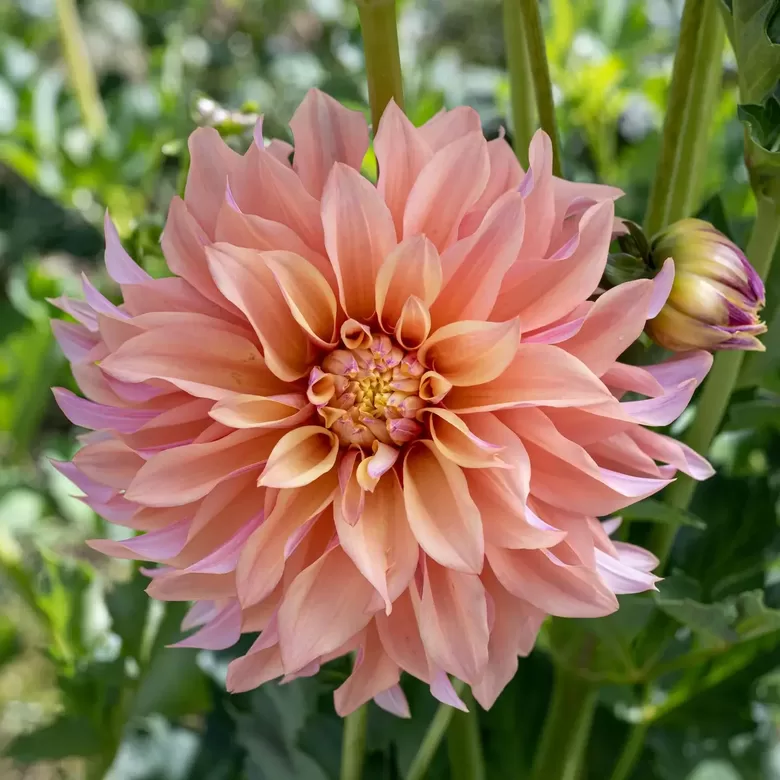 Dahlia 'Tyrell' 1 tuber