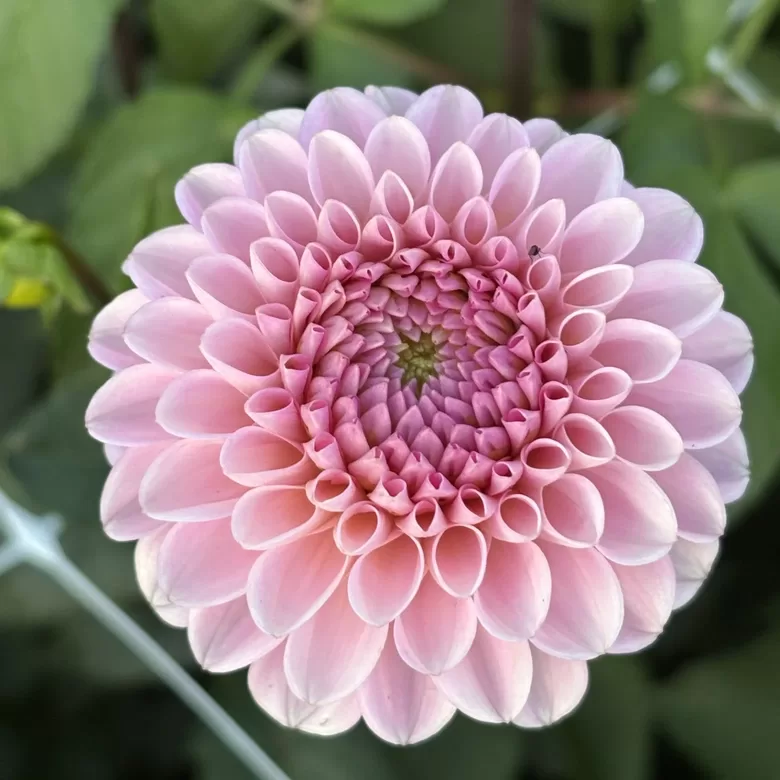 Dālija 'Wizard of Oz' 1 gums