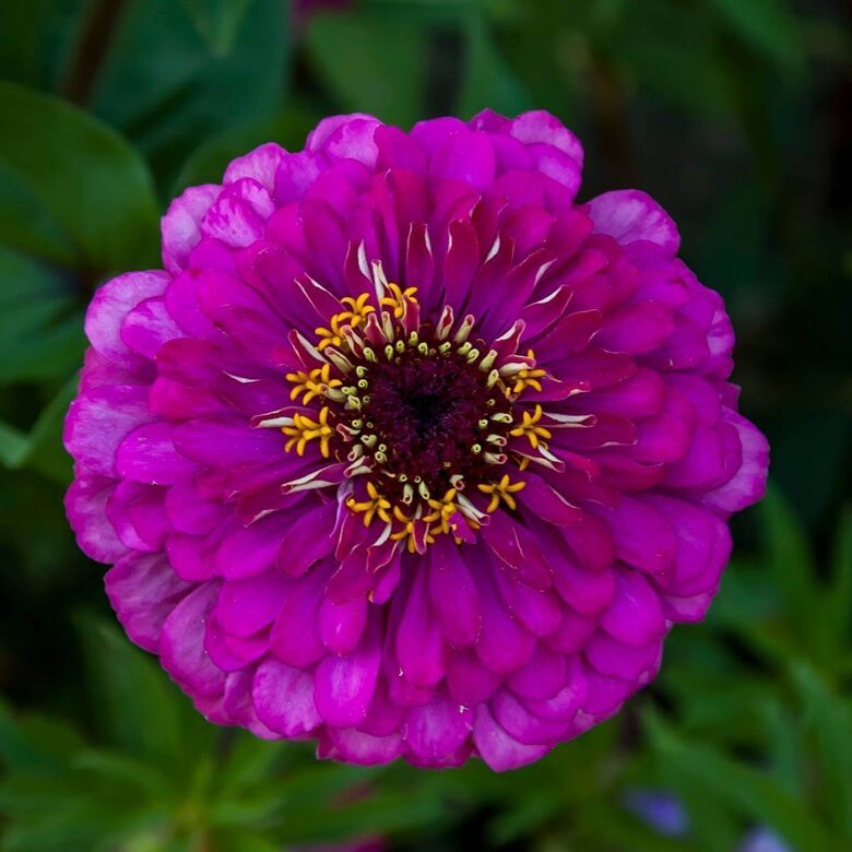 Gleznā cīnija 'Purple Prince' (Zinnia elegans)