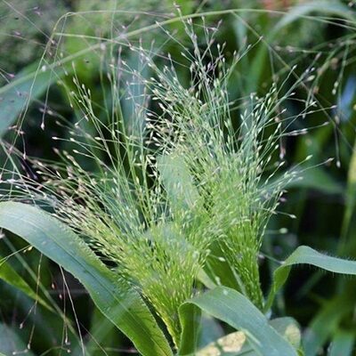 Rīkšu sāre (Panicum virgatum), 25 sēklas