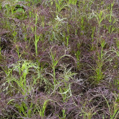 Lapu sinepes "Purple frills" (Brassica juncea), 0,5g