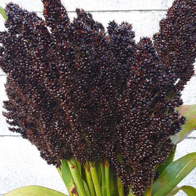Parastais sorgo "Texas black" (Sorghum bicolor), 2g