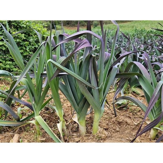 Leek 'Saint Victor' (Allium porrum) 0,2g