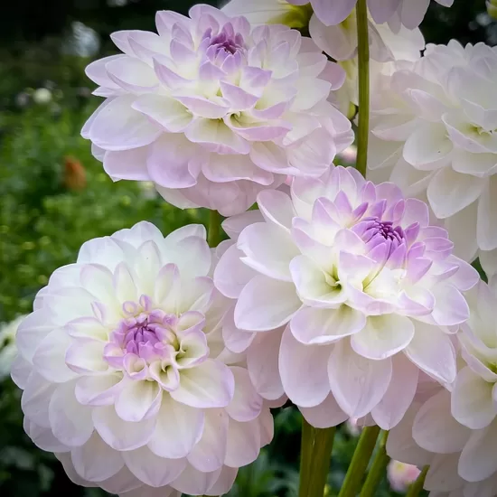 Dālija 'Porcelain' 1 gums