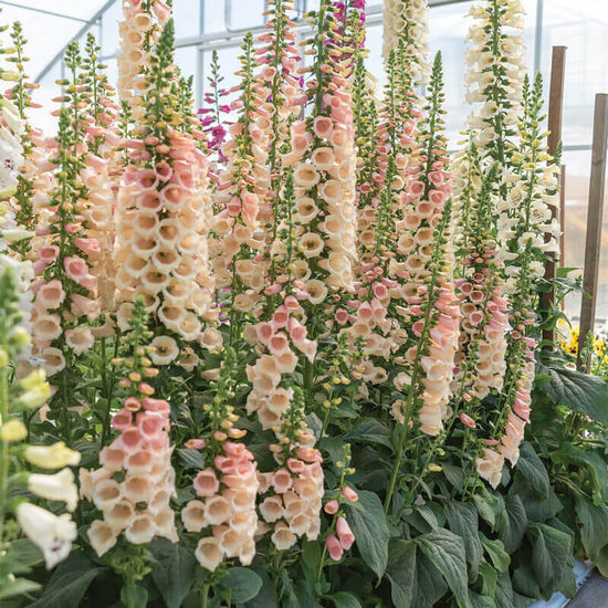 Purpursarkanā uzpirkstīte 'Dottie Peach' F1 (Digitalis purpurea) 10 sēklas