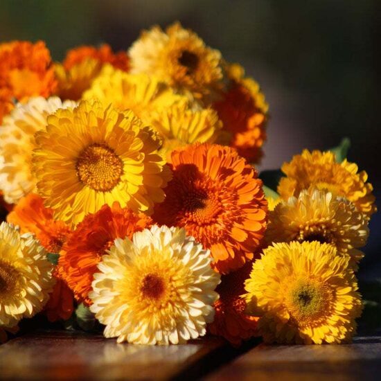 Common marigold, mix (Calendula officinalis) 1g