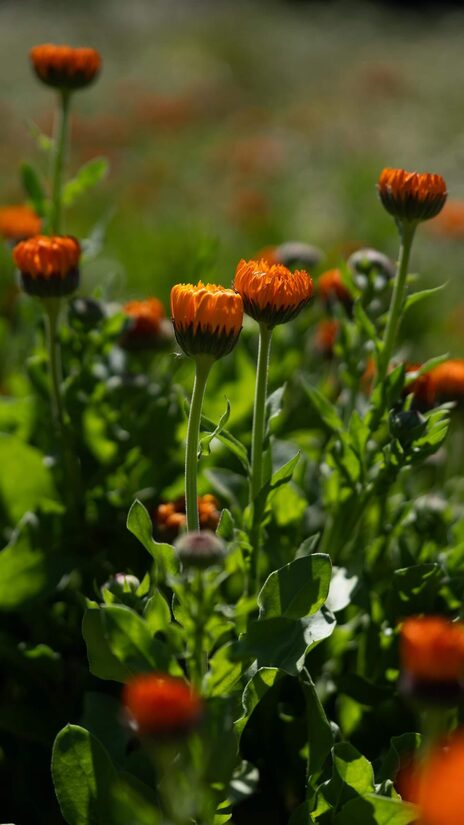 Kliņģerīte 'Neon' (Calendula officinalis) 0,5g