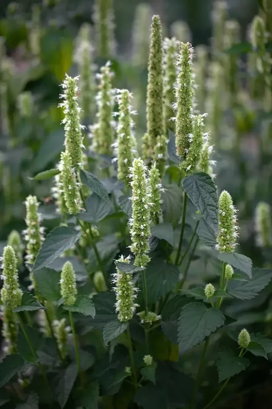 Agastache ‘Liquorice White’ (Agastache rugosa) 20 seeds