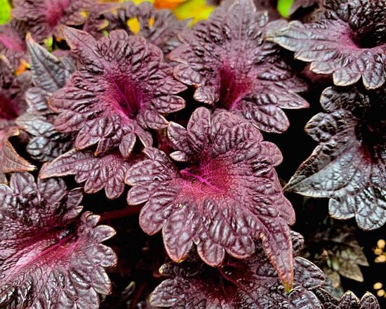 Coleus ‘Black Dragon’ (Coleus blumei), 20 seeds