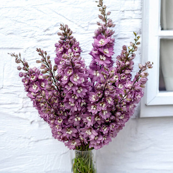 Augstais gaiļpiesis 'Magic Fountains Lilac Pink White Bee' (Delphinium elatum) 20 sēklas