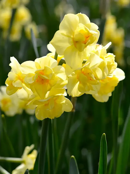 Narcise ‘Yellow Cheerfulness’ 5 sīpoli