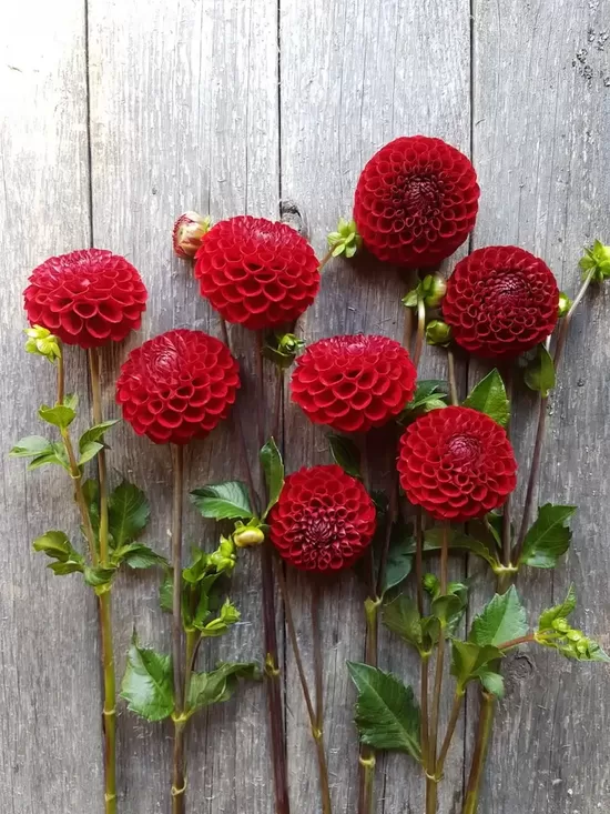 Dālija 'Cornel' 1 gums (II izmērs)