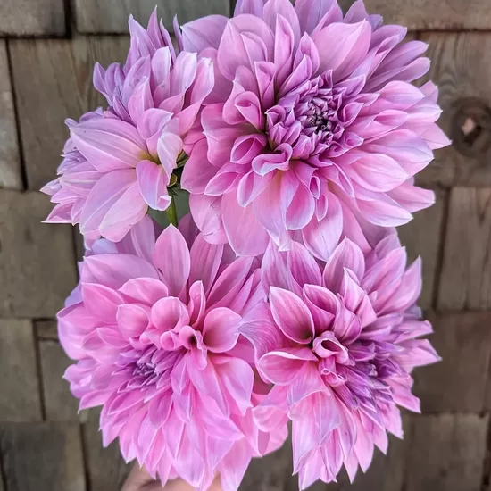 Dālija ‘Lavender perfection’ 1 gums