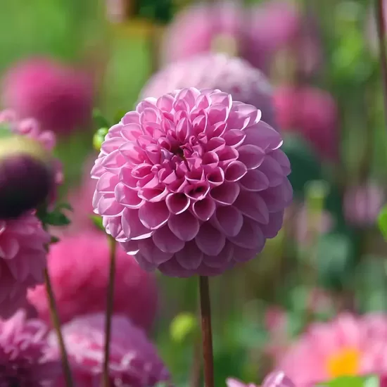 Dālija 'Stolze von Berlin' 1 gums