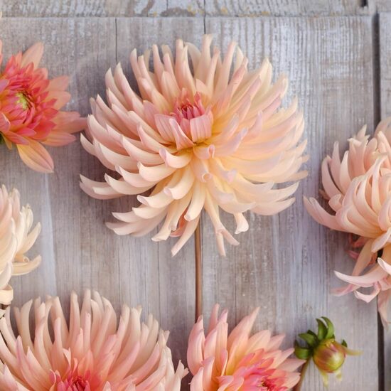 Dahlia 'Henriette' 1 tuber