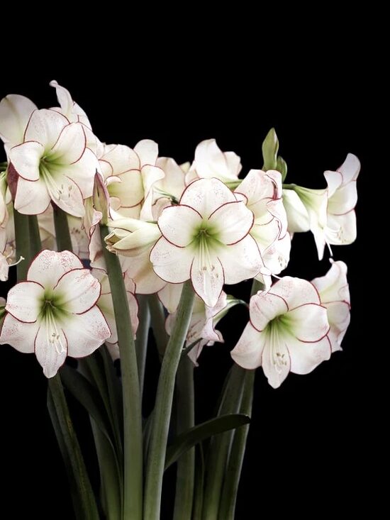 Hipeastrs 'Picasso' 1 sīpols (30/32)