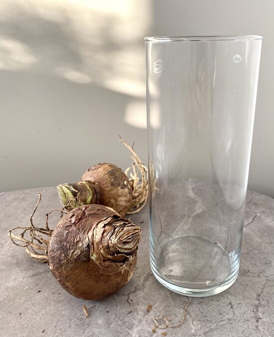 Vāze hipeastriem/amariļļiem, 1 gb