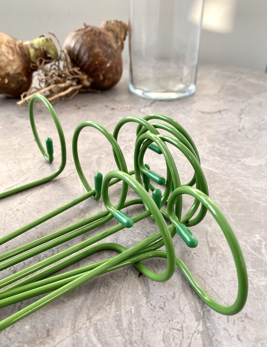 Ziedkāta balsts hipeastriem/amariļļiem, 1 gb