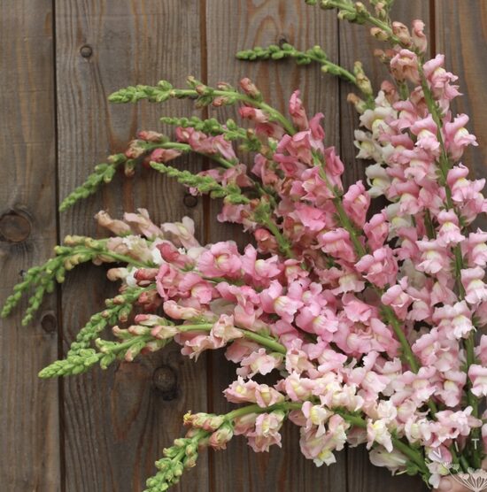 Augstā lauvmutīte "Apple Blossom" (Antirrhinum majus maximum), 20 sēklas