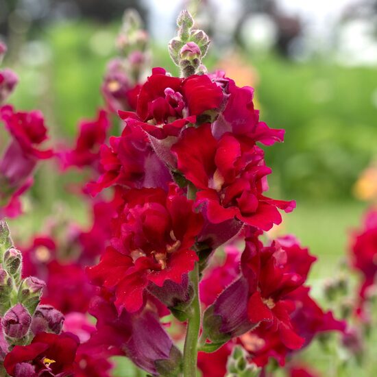 Snapdragon 'Madame Butterfly Red' F1 (Antirrhinum majus), 20 seeds