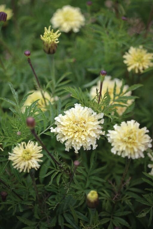 Augstā samtene "Sugar & Spice white" (Tagetes erecta) 