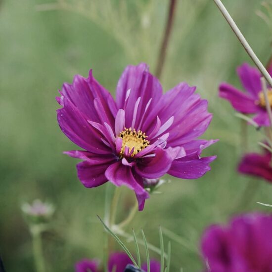 Divplūksnu kosmeja, "Fizzy purple" (Cosmos bipinnatus) 