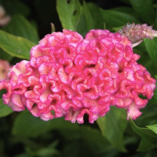 Sekstainā celozija 'Chief Rose' (Celosia cristata), 20 sēklas