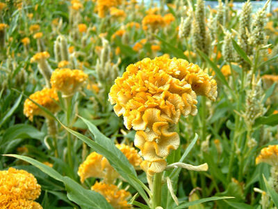Sekstainā celozija 'Chief Gold' (Celosia cristata), 20 sēklas