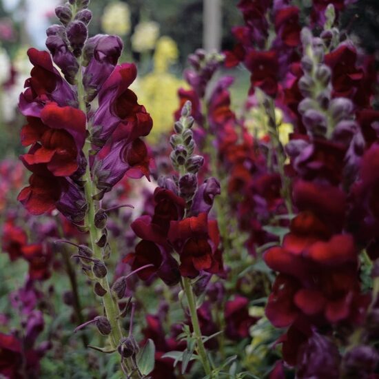 Snapdragon 'Black Prince' (Antirrhinum majus nanum), 20 seeds