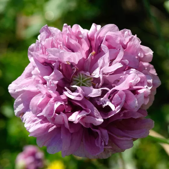 Miega magone 'Purple peony' (Papaver somniferum) 0,5g