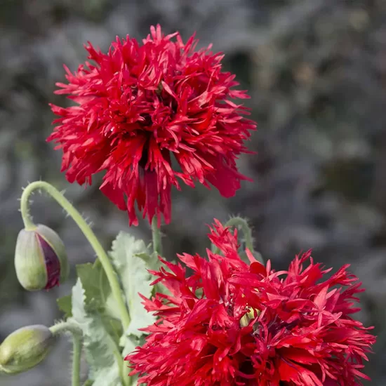 Opium poppy 'Crimson feathers' (Papaver somniferum) 0,5g