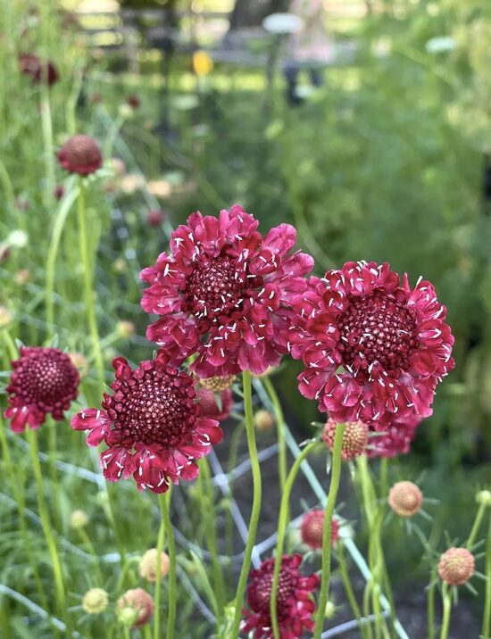 Skabioza, "Fire king" (Scabiosa atropurpurea) 0,5g