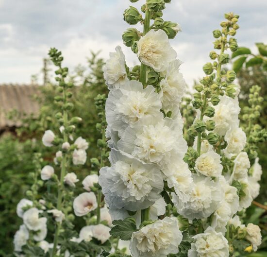 Common hollyhock "Chater's White" (Alcea rosea) 20 seeds