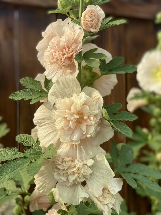 Common hollyhock "Majorette champagne" (Alcea rosea), 20 seeds