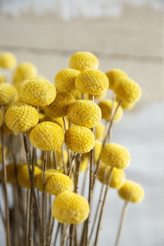 Lodveida kraspēdija (Craspedia globosa) 0,1g