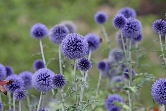 Globe thistle 'Veitch’s Blue' (Echinops ritro), 10 seeds
