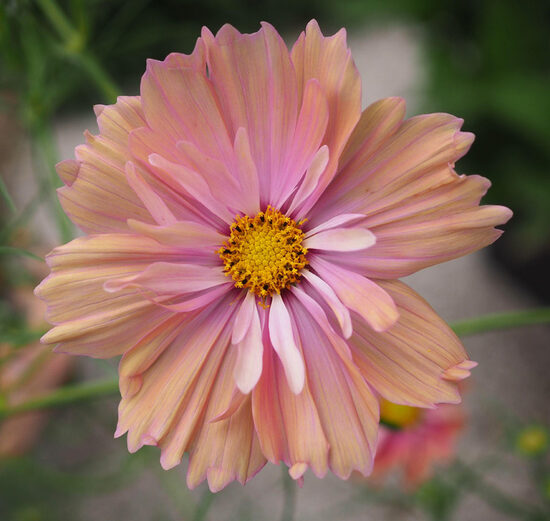 Garden cosmos "Apricotta" (Cosmos bipinnatus)