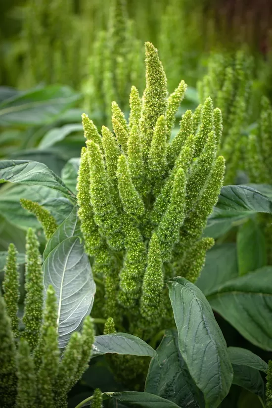 Blood amaranth "Green thumb" (Amaranthus cruentus) 0,1g