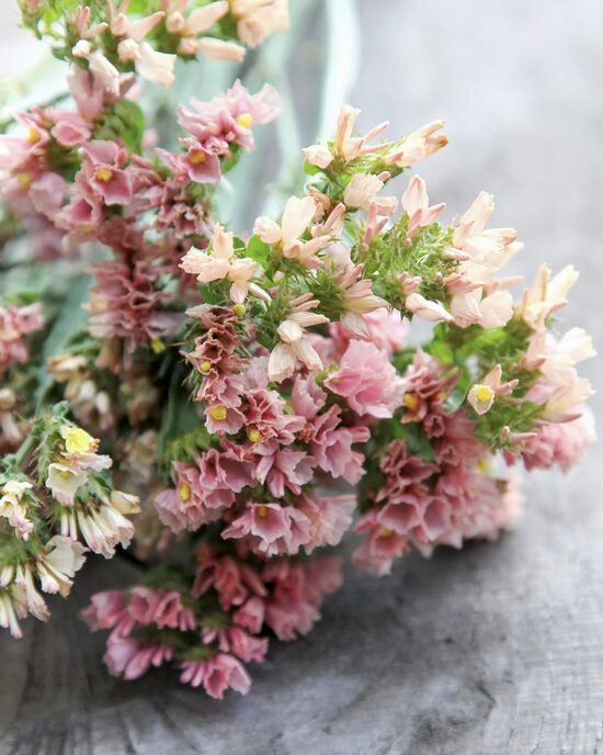 Jomotā limonija "QIS Apricot" (Limonium sinuatum), 20 sēklas