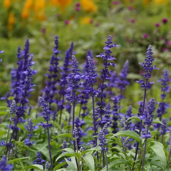 Mealy sage 'Victoria' (Salvia farinacea), 20 seeds