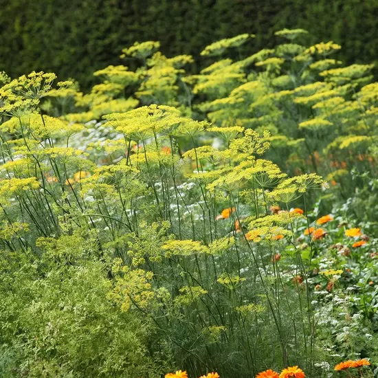 Dill (Anethum graveolens), 1g