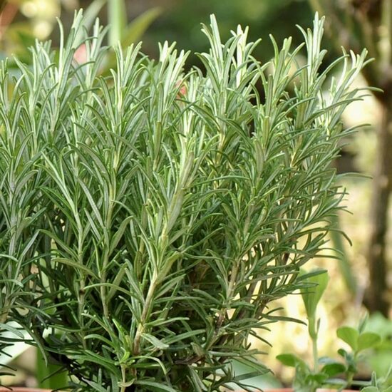 Rosemary (Rosmarinus officinalis) 0,05g