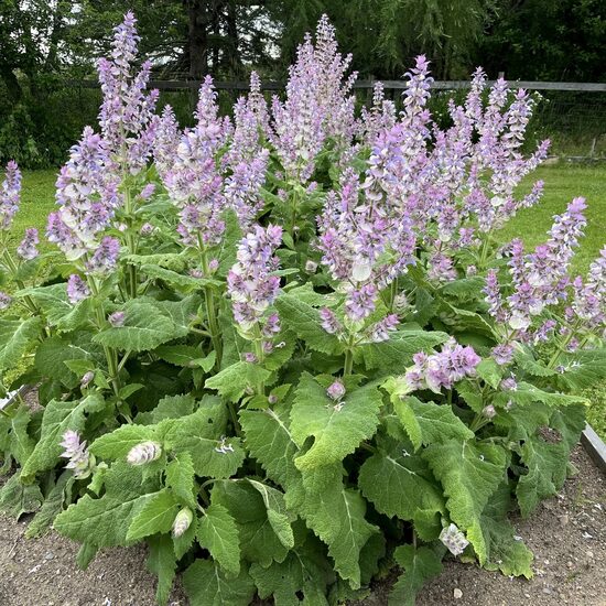Clary sage (Salvia sclarea) 0,1g
